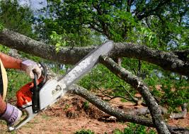 Professional Tree Services in Norwalk, IA