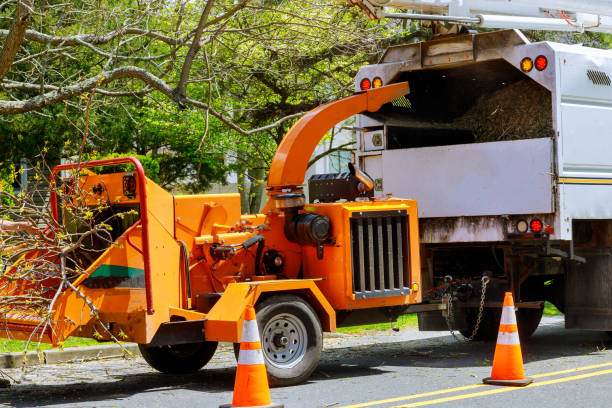 Best Tree Mulching  in Norwalk, IA