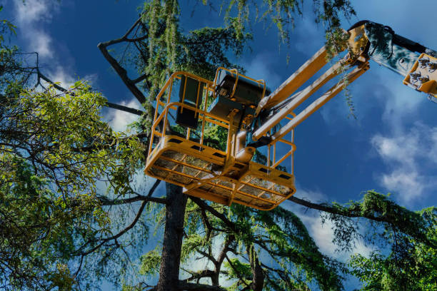 Best Tree Removal  in Norwalk, IA