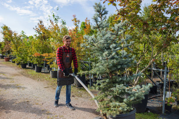 How Our Tree Care Process Works  in  Norwalk, IA